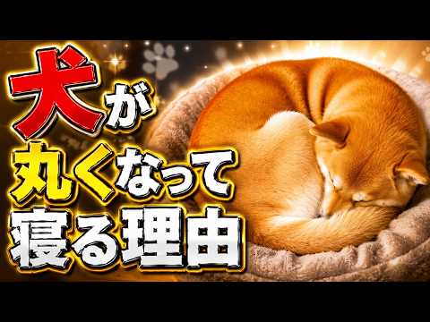 犬は丸くなって寝る理由がある｜野生本能から体温調節まで、くるんと丸まる姿勢の秘密
