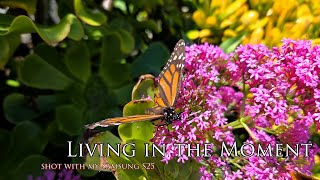 Out-of-season butterflies shot with my Samsung S25 just to be in the moment!