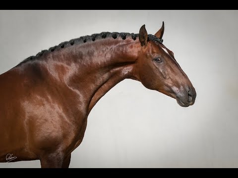 **SOLD** | Gorgeous piro free sportive gelding (REF#177)