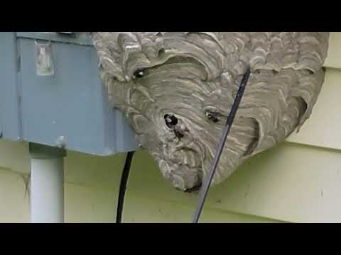 One Large Bald-Faced Hornets Nest on the Gas Meter in Jackson, NJ