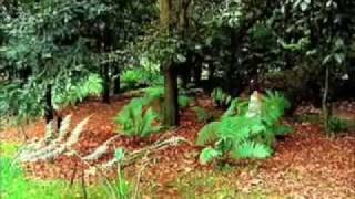 Aterciopelados - Tréboles