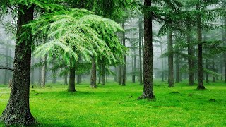 (No Copyright) Relaxing Music, Relaxing Meditation Music, Sleep Music, Study Music,