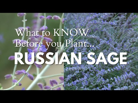 Sage Advice for Success with Growing Russian Sage in the Garden