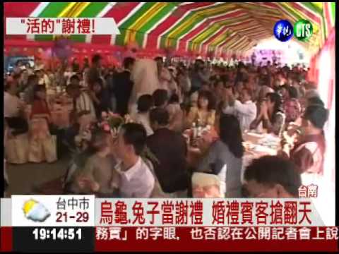 婚宴謝禮嚇破膽 鱷魚讓你帶回家!