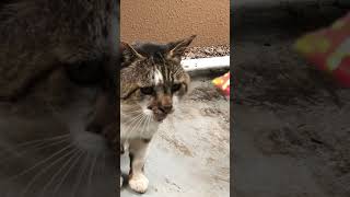 野良猫の動体視力#shorts #ショート