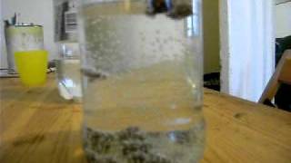 Raisins in Lemonade  Sprite- What happens when Raisins are put in Lemonade?