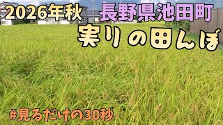 秋の安曇野’26 池田町の稲を見るだけの30秒
