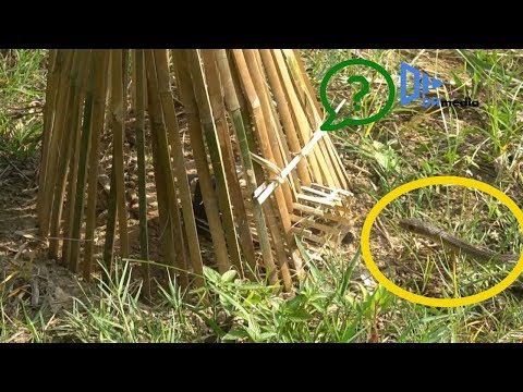 Best Unique Snake Trap By Bamboo   Great idea for trap