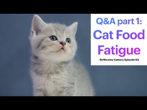 Q&A Part 1: Cat Food Fatigue
