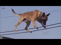 Belgian Malinois Amazing Athlete Amazing Tricks Belgian Malinois прыжки малинуа трю�