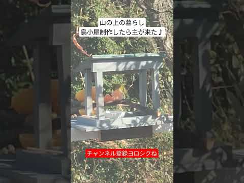 鶏小屋を簡単に作る方法は？自宅でできる簡単なDIYアイデア2つ！  庭園