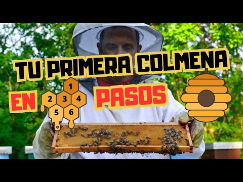 🤔 Tu primera colmena paso a paso l apicultura para principiantes l apicultura 2023