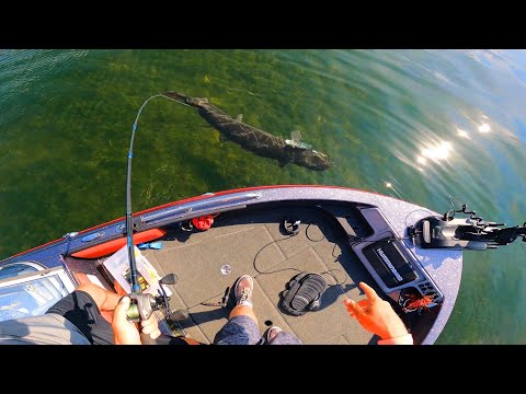 Sight Fishing ULTRA CLEAR WATER for GIANT MUSKIES!