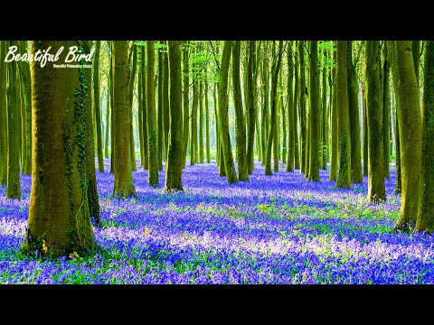 Лечебная музыка для сердца и сосудов 🌳 Нежная музыка, успокаивает нервную систему и радует душу #18