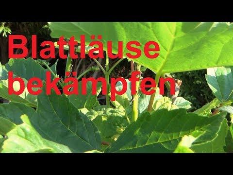 Fight aphids with home remedies. Effectively remove aphids with coffee without chemicals.