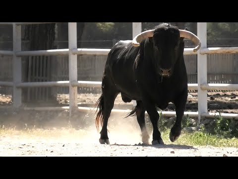Toro de San Boal Pozaldez 2023
