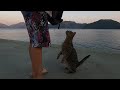 Tabby Cat Living On The Wharf Is So Hungry