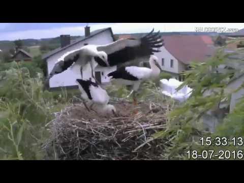 Prawie odleciał, prawie spadł... Bociany w Nowym Kamieniu (2016).