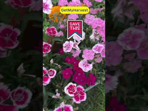 Dianthus Care Tips | Phool hi phool ayenge #flowergarden