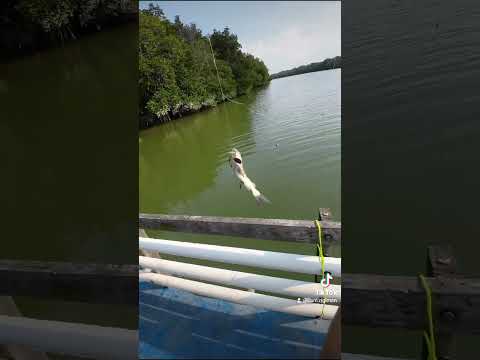 Blues Berputar Umpama Helikopter #helikopterhelikopter #belukang #ikan #blues #rigiman