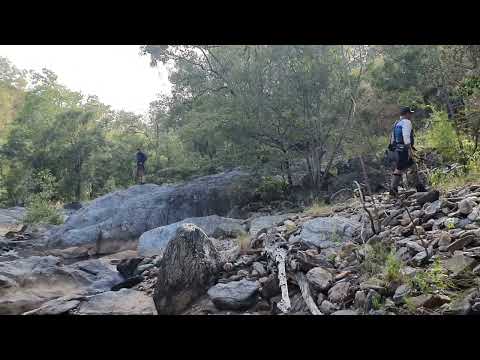 🦑 Octopus track found at Palmerville Gold 🤣