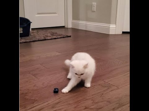 Charmy my cutest cat practicing his Pawsome Moves! Kitten playing Soccer