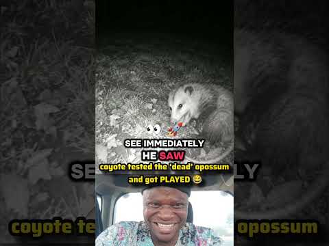 Coyote Thought the Opossum Was Dead… He Got Fooled 😂#Opossum #Coyote #Wildlife #AnimalComedy #Shorts