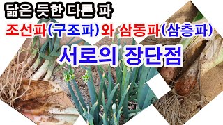 닮은 듯한 다른 파 조선파(구조파)와 삼동파(삼층파, 층층파) 서로의 장단점들(파 재배,  조선파 심기, 삼…