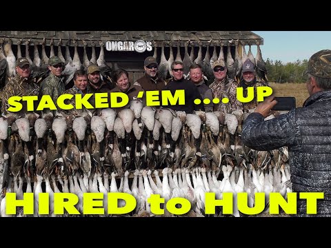 STACKED 'EM UP ... Hired to Hunt Season 6: Hunting Limits of Ducks & Geese at Ongaro's.