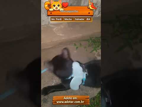 Vídeo de Morceguinho