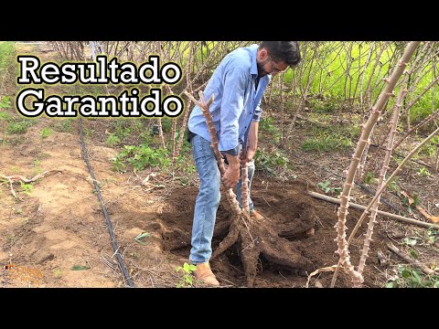 Resultado de como plantar mandioca p/ produzir muito o segredo revelado