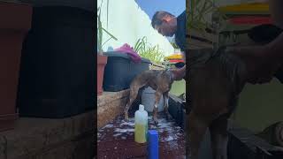 🐶showering time for Rusty using flea’s killer and  shampoo for summer 🌺 he is very excited after