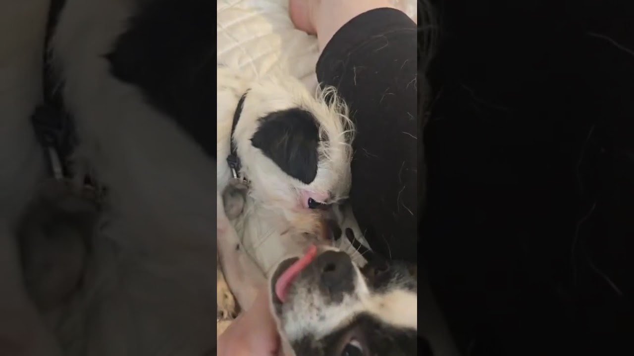 Enlarge Winnie, a ADOPTABLE mixed breed in Santa Monica, CA video 4/4