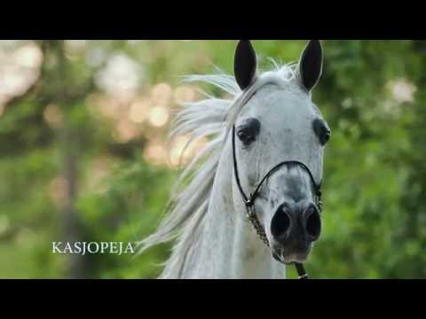 Pride Of Poland 2016 - Kasjopeja