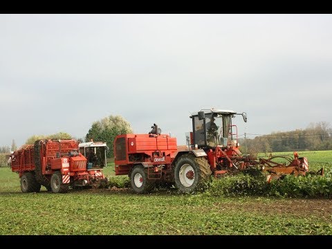 Loonw. Goemaere - Sint-Denijs - Dewulf Orbitt