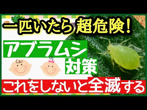 ディプラデニアの黄色いアブラムシを取り除く方法は？効果のある5つの自然療法!  庭園