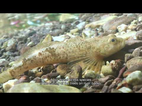 Parcul Natural Apuseni - Speciile de Pești