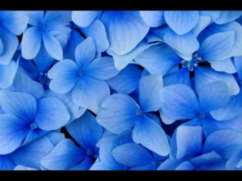 É A Ti Flor Do Céu - Teodomiro Alves Pereira
