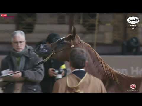 N 327 D TUMOOH   Katara Int  Arabian Horse Festival 2022   Yearling Colts Class 4B