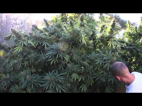 Mendocino County; Marijuana Outdoor Grow Full Season Part 3