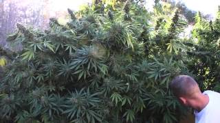 Mendocino County; Marijuana Outdoor Grow Full Season Part 3