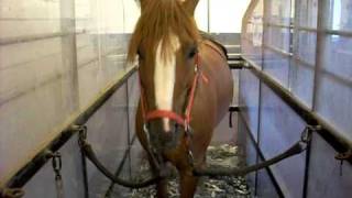 preview picture of video 'Horse training in water'