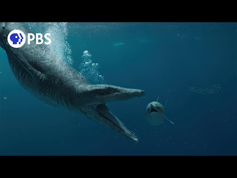 A robot pig meets the swimming pigs of the Bahamas