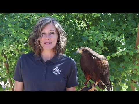 Meet Jinx the Harris's Hawk!
