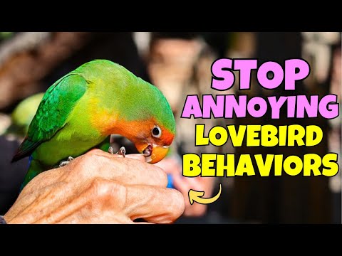 How to Correct Annoying Behaviors in Your Lovebird