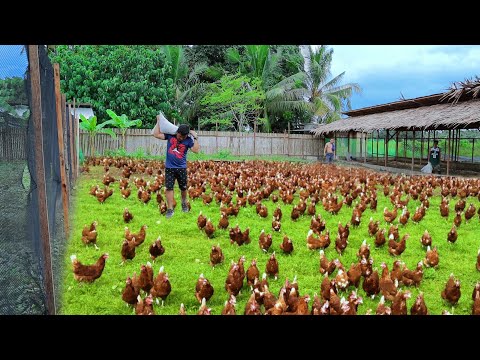 , title : 'Free-range Chicken Farming ( Episode 59)│Harvesting hundreds of eggs & Feeding 800 native chickens'