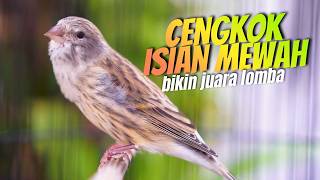 Download lagu CENGKOK ISIAN MEWAH BIKIN JUARA!! MASTERAN KENARI GACOR ISIAN BLACKTHROAT PALING SYAHDU mp3 Download lagu CENGKOK ISIAN MEWAH BIKIN JUARA!! MASTERAN KENARI GACOR ISIAN BLACKTHROAT PALING SYAHDU mp3