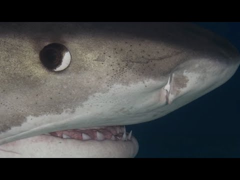 110617 Shark & Dolphin Expedition Trip Video