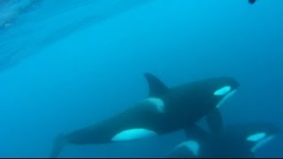 Kayaker paddles right into huge pod of Orca's