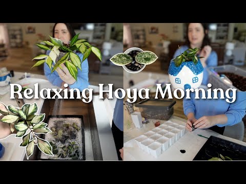 Relaxing Hoya Care Morning | Propagating Rare Hoyas & Repotting 🌿 ✂️